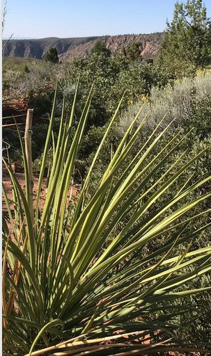 Yucca elata var. utahensis 21.0215