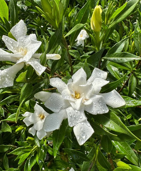 Gardenia jasminoides 'Frostproof'