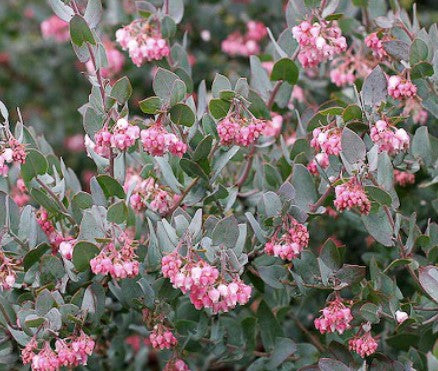 Arctostaphylos hispidula