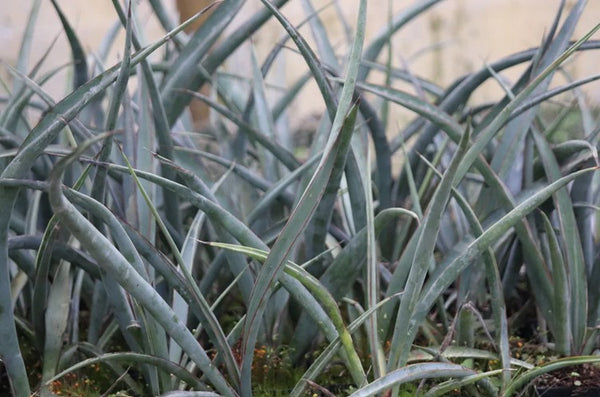 Yucca torreyi 'Pecos Blue'