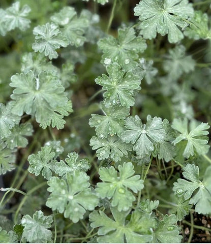 Geranium harveyi