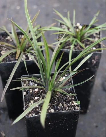 Aciphylla aurea [Pisa Range]