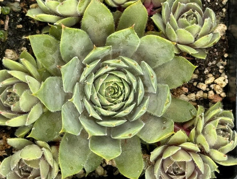 Sempervivum 'Glaucum Minor' (Houseleek)