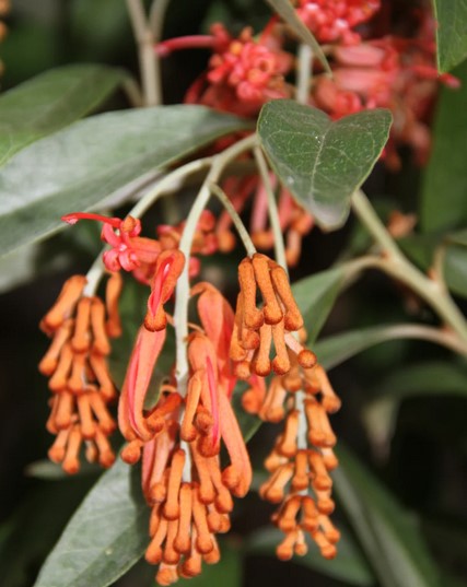 Grevillea victoriae 'Murray Valley Queen'