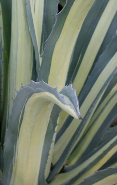 Agave americana 'Mediopicta Alba' - dwarf (aka Dwarf White-Striped Century Plant)