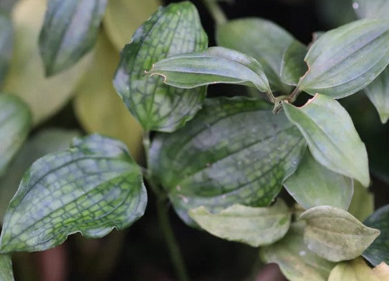 Disporopsis jinfushanensis (aka Dwarf Evergreen Solomon's Seal)