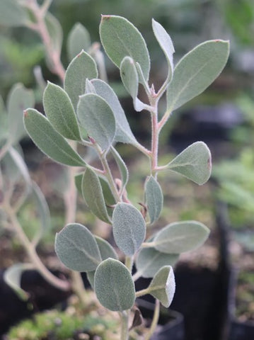 Arctostaphylos malloryi 23.019 (Mallory's Manzanita)