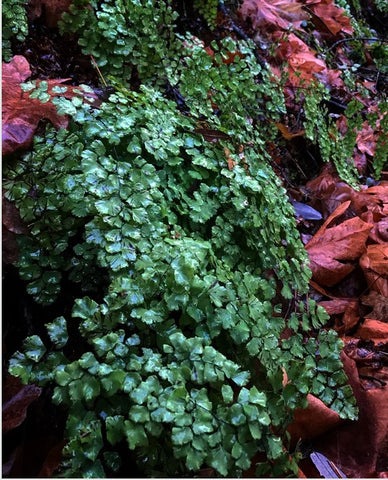 Adiantum shastense