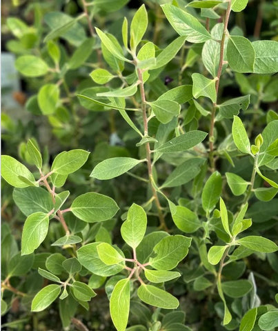 Arctostaphylos manzanita var. roofii ( Manzanita)