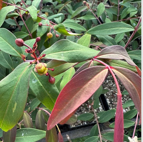 Hypericum fortuneana 'Purple Fountain'