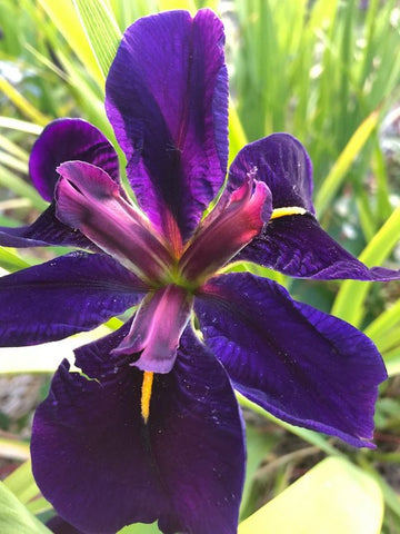 Iris 'Black Gamecock' [Louisiana hybrid]