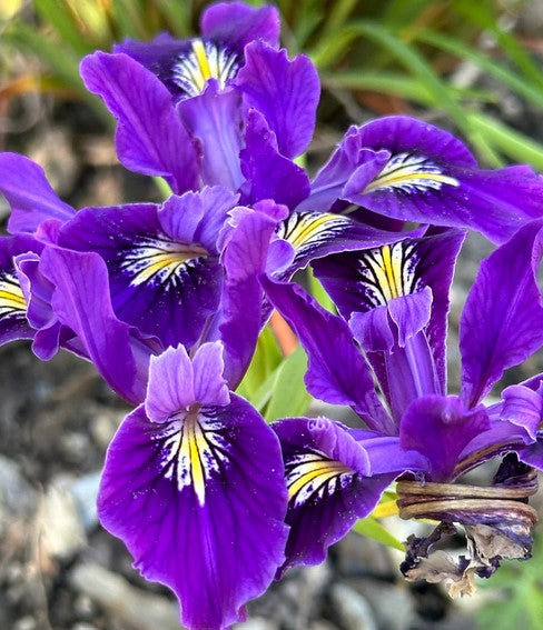 Iris 'Violetta' [Pacific Coast Hybrid]