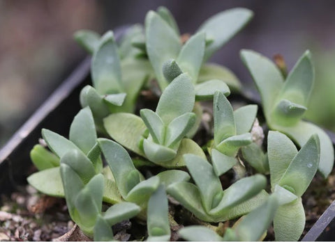 Stomatium agninum
