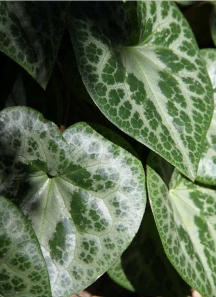 Asarum splendens (aka Wild Ginger)