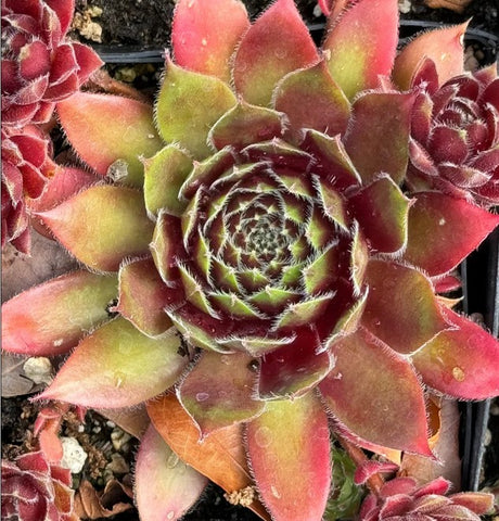 Sempervivum 'Lovely Lady' (Houseleek)