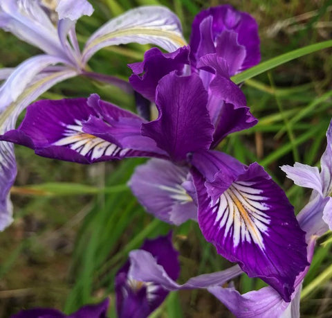 Iris thompsonii 22.0112 (Thompson's Iris)