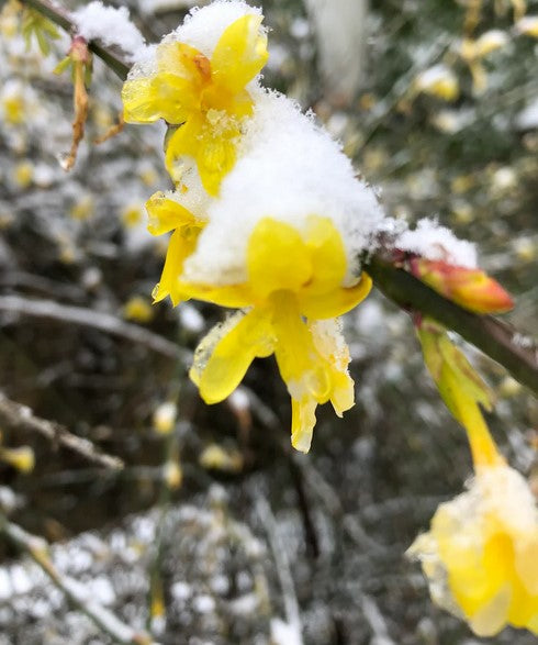 Jasminum nudiflorum