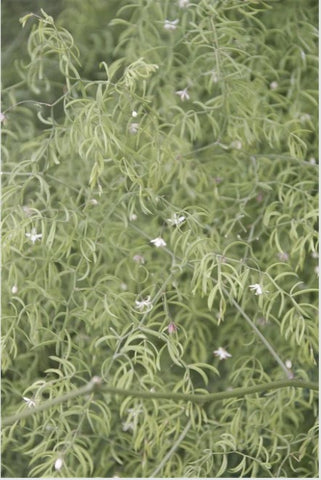Asparagus deflexus [SBHMPS 4719]