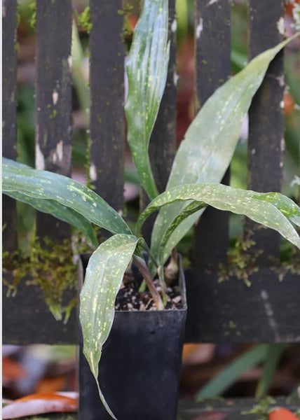 Aspidistra elatior 'Seiun', (aka Aspidistra elatior 'Living Cloud,' Cast Iron Plant)