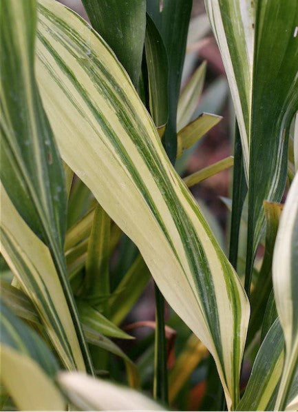 Aspidistra elatior 'Okame' (aka A. elatior Variegata, Variegated Cast Iron Plant)