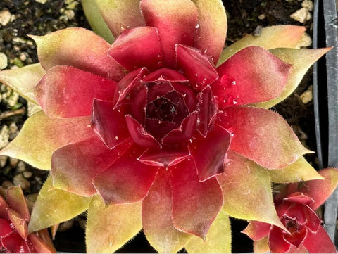 Sempervivum 'Mila' (Houseleek)