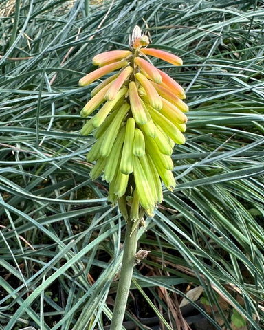 Kniphofia hirsuta