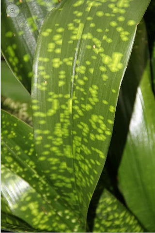 Aspidistra tonkinensis 'Spotty' (aka Cast Iron Plant)