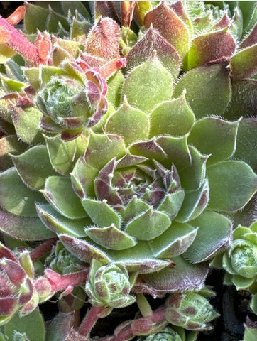 Sempervivum 'Montesico' (Houseleek)