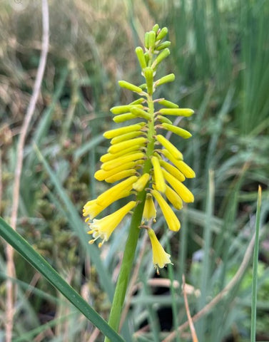 Kniphofia pauciflora