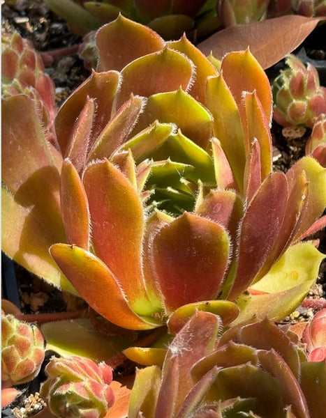 Sempervivum 'More Honey'