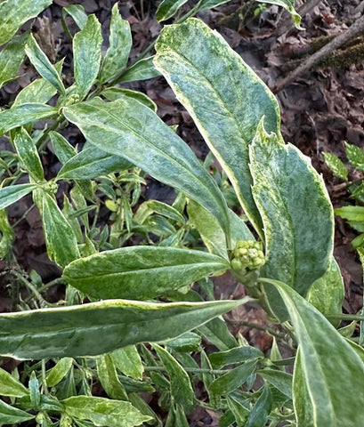 Aucuba japonica 'Pepper Cream'