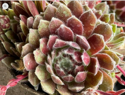 Sempervivum 'Pacific Grace' (Houseleek)