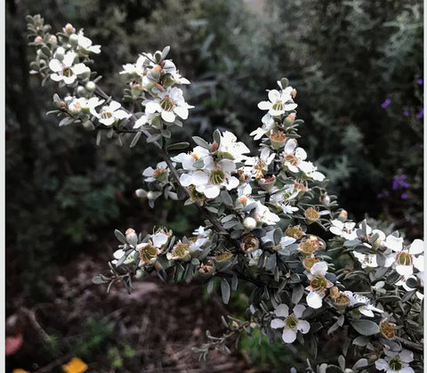 Leptospermum grandiflorum