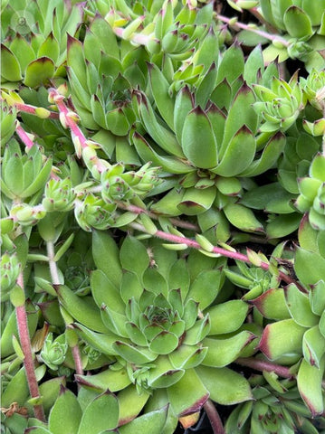 Sempervivum 'Pacific Hepsport' (Houseleek)