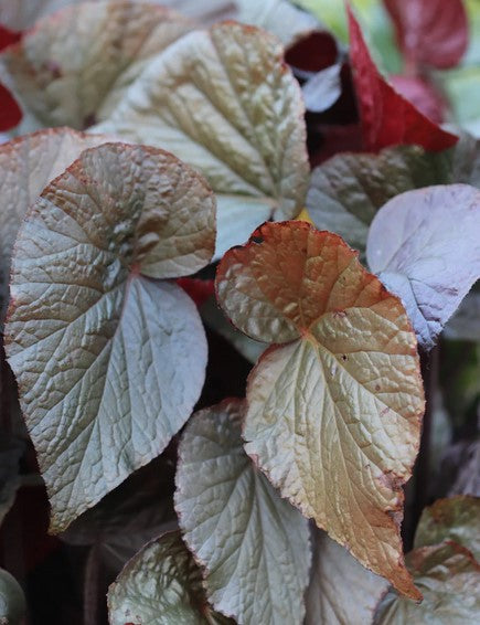 Begonia 'Cotes de Castillon' (aka Hardy Begonia)