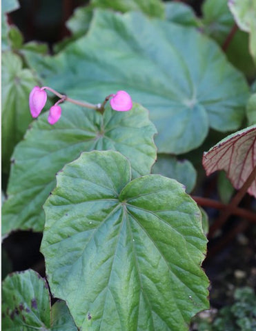 Begonia edulis NV 96 syn. cf. villifolia