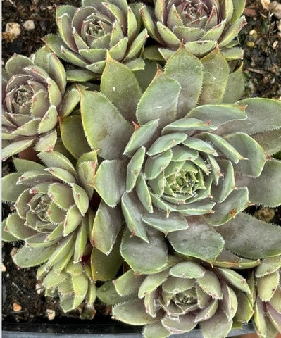 Sempervivum 'Pacific Lilac' (Houseleek)