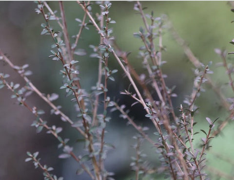 Leptospermum scoparium 'Washington Park Hardy'