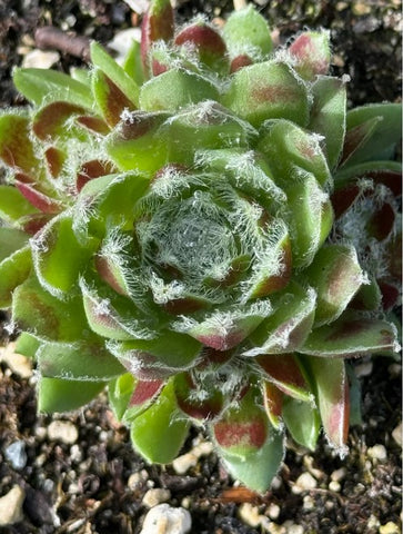 Sempervivum 'Ponderosa' (Houseleek)