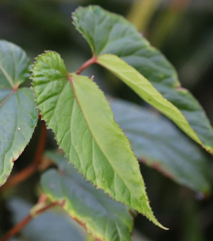 Begonia longifolia AIVT 213