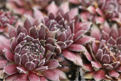 Sempervivum 'Pumeros' (Houseleek)