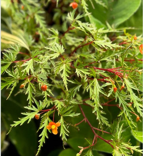 Begonia sutherlandii var. dissecta