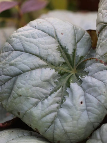 Begonia U489