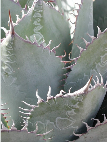 Agave parrasana
