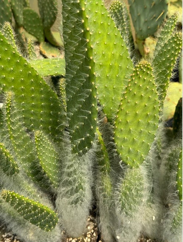 Opuntia 'Snow White' (Snow White Pricklypear)