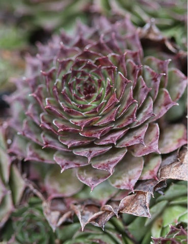 Sempervivum 'Solange' (Houseleek)