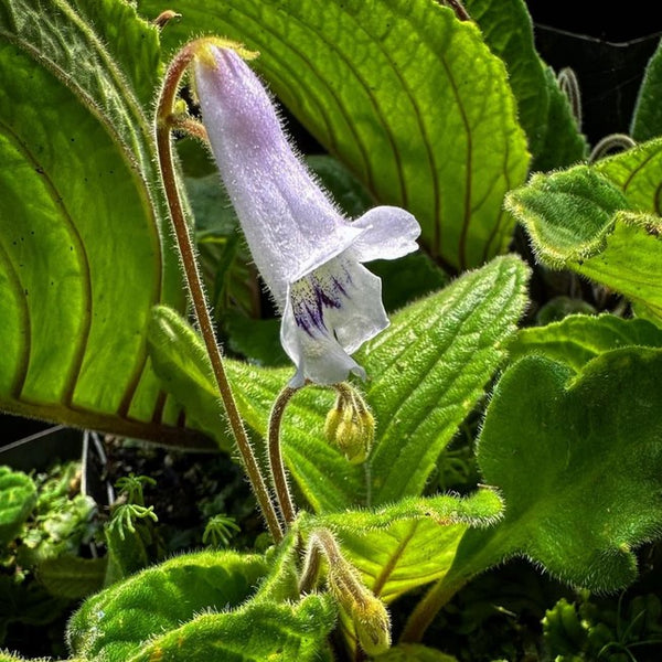 Streptocarpus candidus