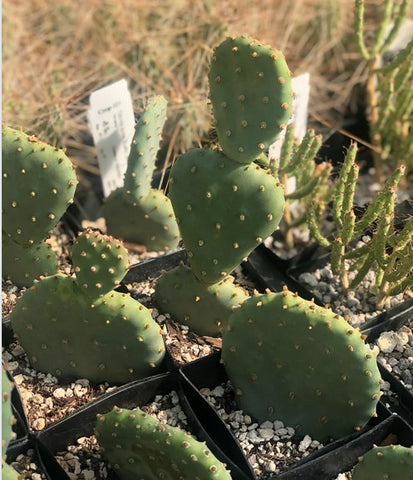 Opuntia aurea 'Blueby' (Blueby Prickly Pear)