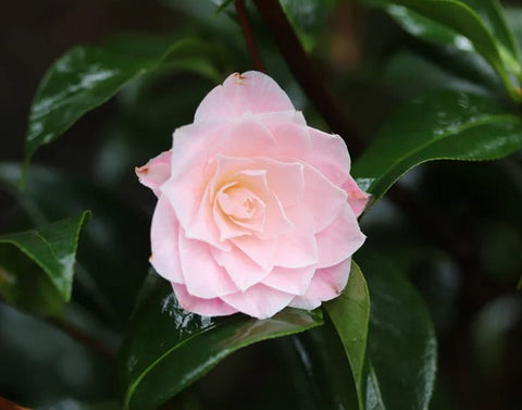 Camellia x 'Buttons n Bows'