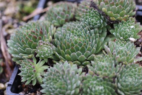 Sempervivum 'Super Dome' (Houseleek)